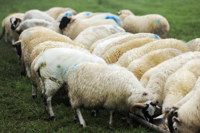 New CSO figures shows sheep kill remains tight into 2025