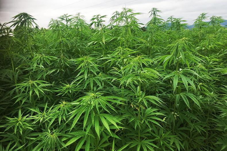 €100m investment needed to get hemp industry off ground