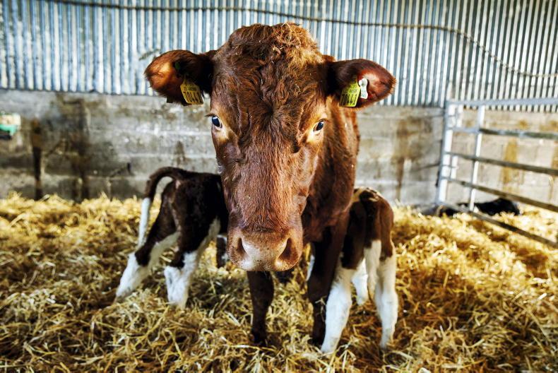Tullamore Farm video series: episode one – calving 2025