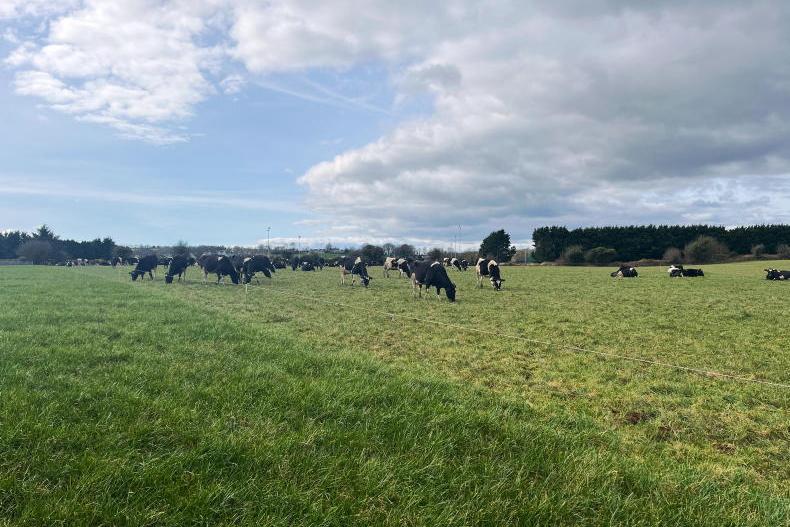 Dairy Management: the importance of a grass budget