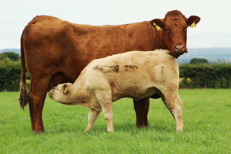 £18m required to fund suckler cow scheme