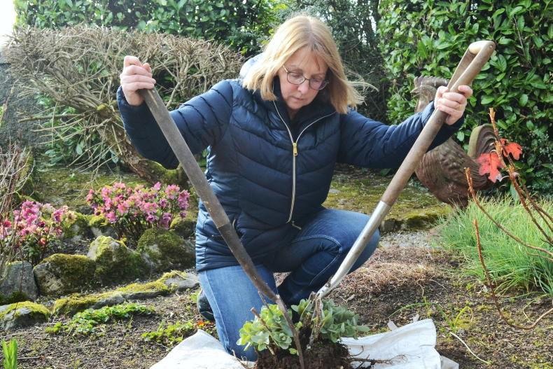 Gardening with Mary: dividing  your perennial plants