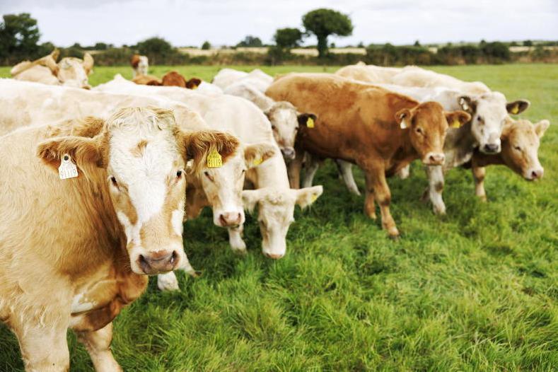 Red-hot market sees farmers reel in cattle purchases
