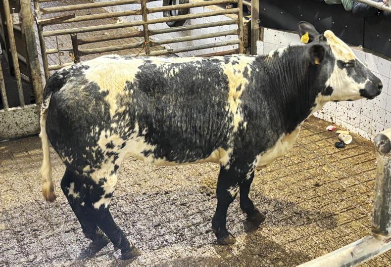 Camera at the Mart: strong northern demand for breeding heifers in Balla