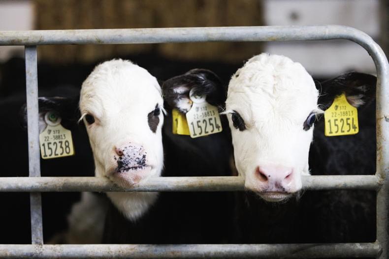 Volume of calf DNA samples slows