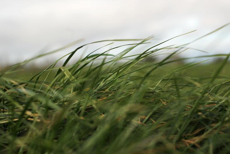 The Grass Week: second-round grass looking set to be tight