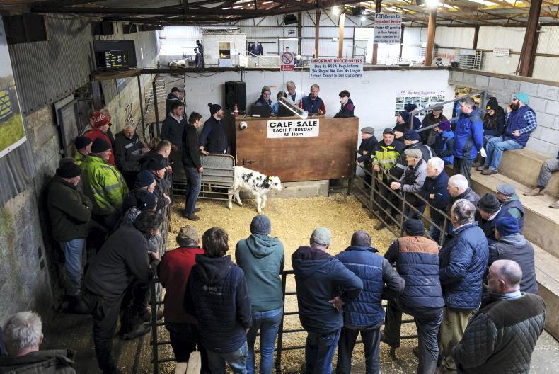 Camera at the Mart: unprecedented demand for calves in Delvin