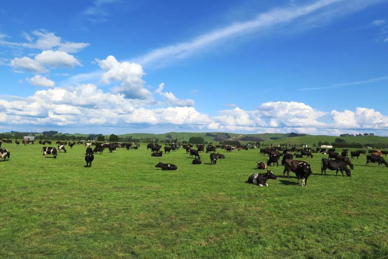 New Zealand trials bulk tank TB test with Enfer
