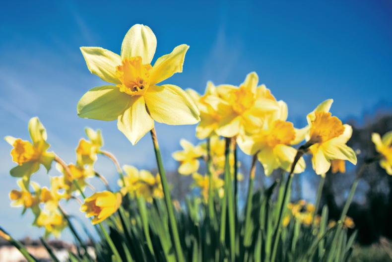 Gardening with Paul Maher: a host of golden daffodils