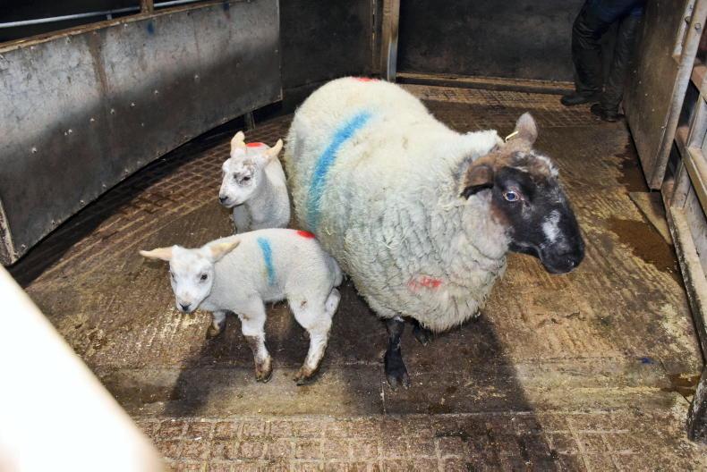 Lightning trade for breeding sheep at Clogher