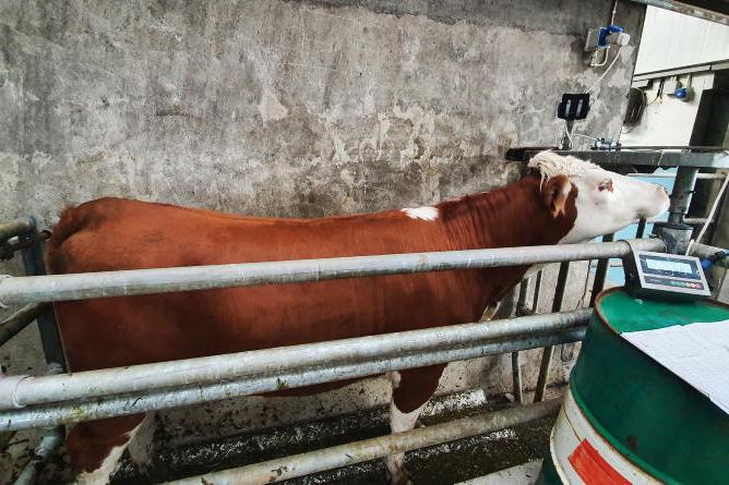 €20/calf dairy-beef weighing scheme returns