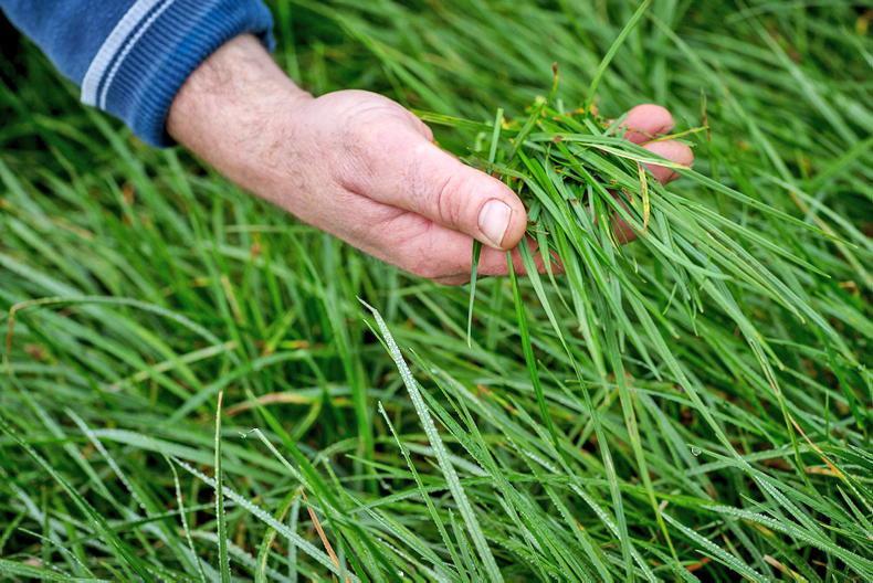 Grass supplies, castration and new dairy beef weighing scheme