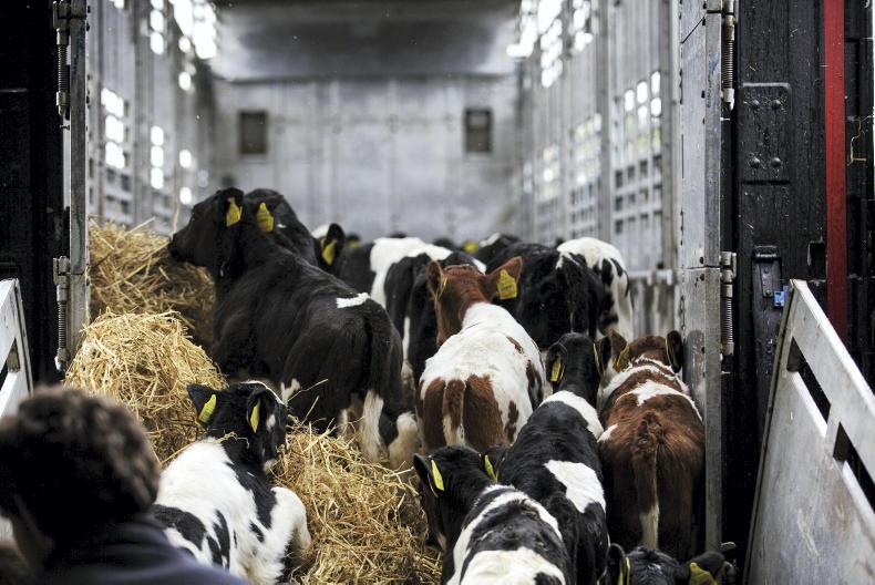 Live cattle exports running over 20,000 head higher