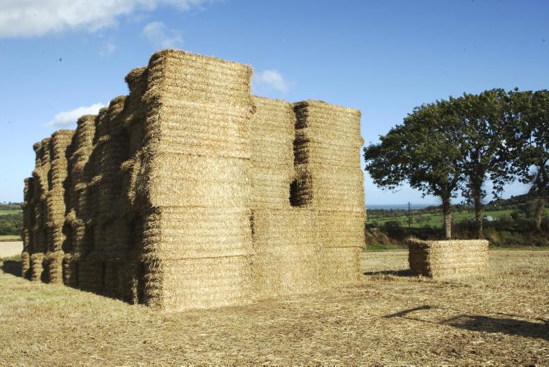 Straw shortages to continue for mushroom growers