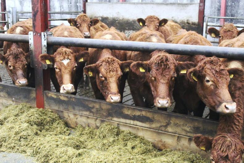 NBA leader warns of UK cattle herd decline