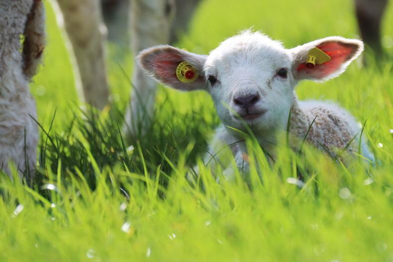 Sheep Management: fertiliser allowances, drafting spring lambs and NSWS