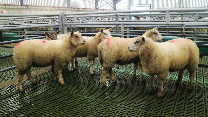 Spring lambs selling upwards of €9.60/kg    