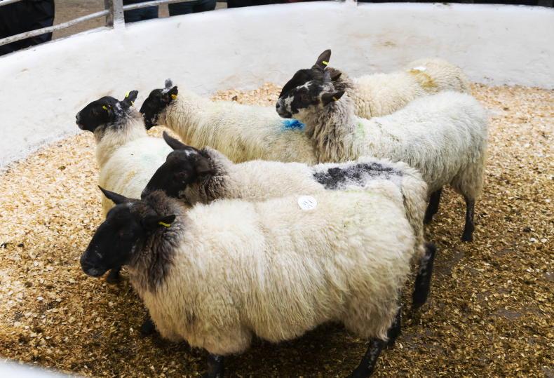 Sheep Trends: hoggets up 20c/kg, ewes 40c/kg