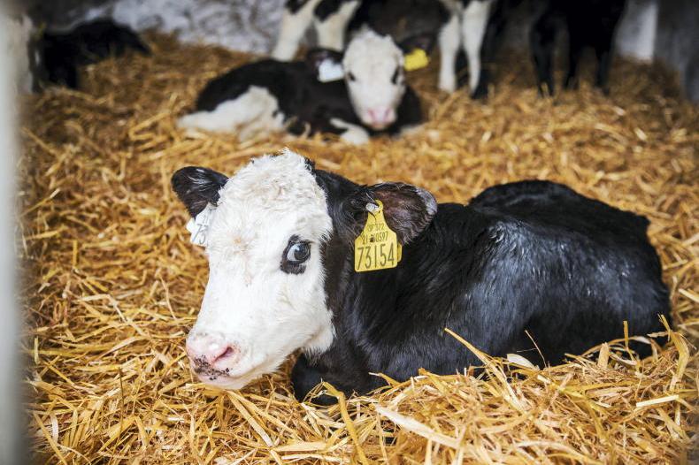 CAP Dairy Beef  Welfare Scheme opens to new applicants