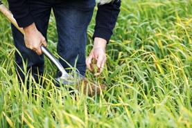 Strong demand for organic oats a ‘real success story’ – Heydon Strong demand for organic oats a ‘real success story’ – Heydon