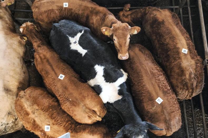 52,000 more cattle sold in marts in March