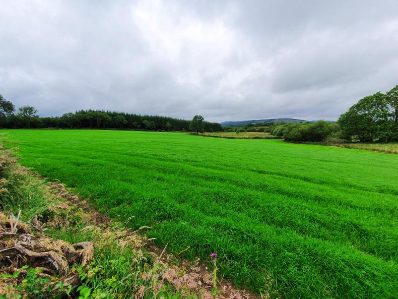 Reseeding tips for beef farms this springtime