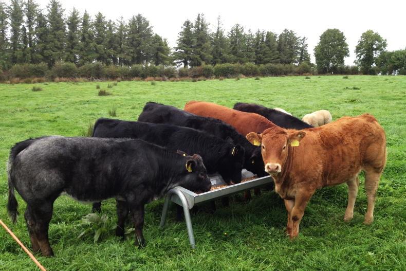 Actions confirmed for National Beef Welfare Scheme