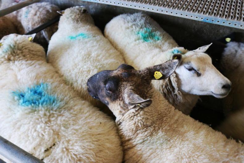 Sheep price update: hoggets and lambs fall by another €3 to €5/head