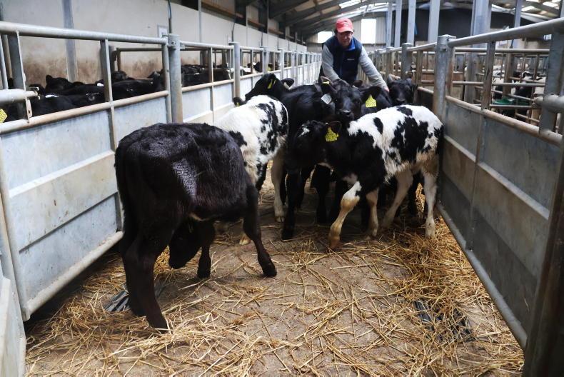 Calf price update: prices shoot up as supply slips back
