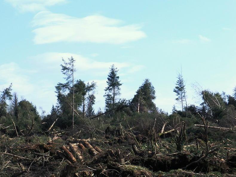 Editorial: forestry - Lessons from overseas important