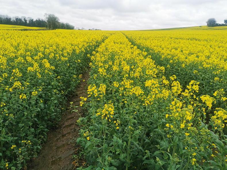 Two- and three-crop rules must go, says tillage group