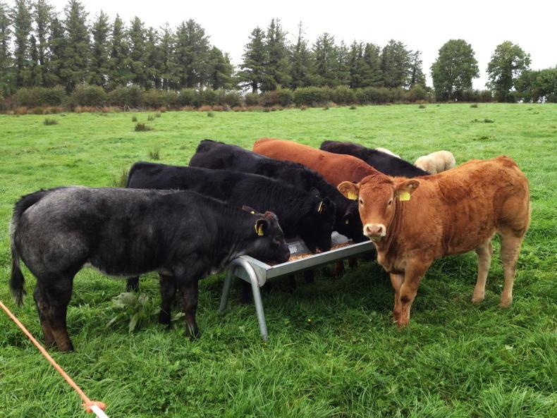€75/cow payment in Beef Welfare Scheme