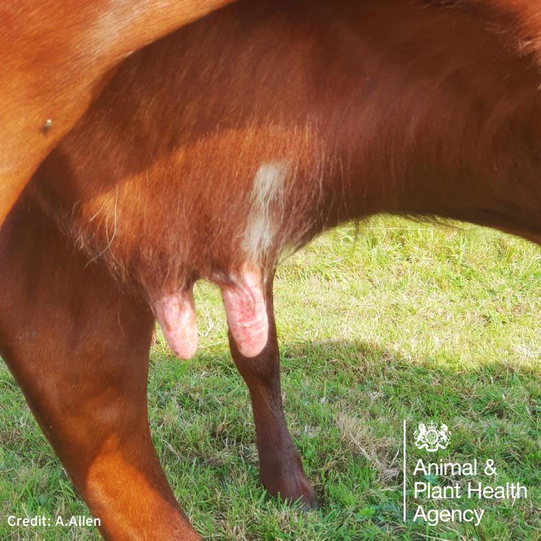 Bluetongue disease: what it is and how does it spread?