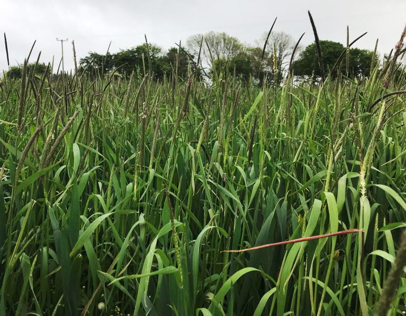 Breaking: blackgrass declared a noxious weed