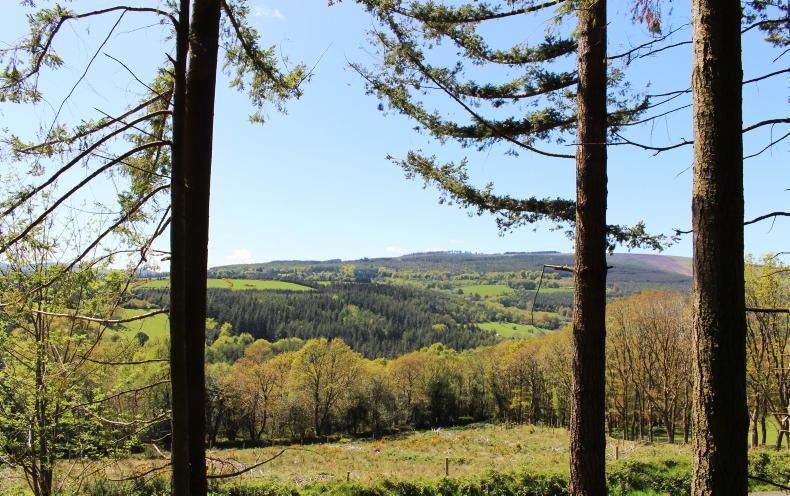 Peatland afforestation controversy
