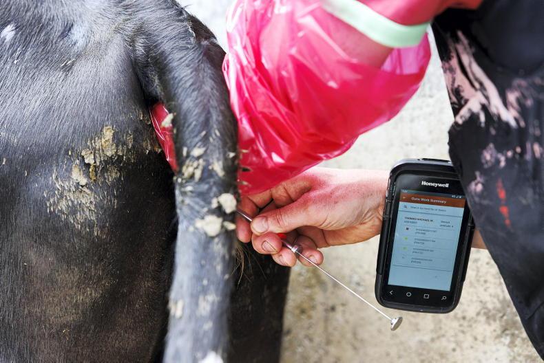Tirlán to pay farmers to use TB-resistant bulls 