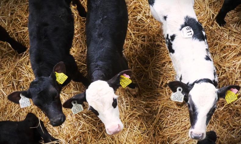 Camera at the Mart: extra demand for heavier calves in Bandon