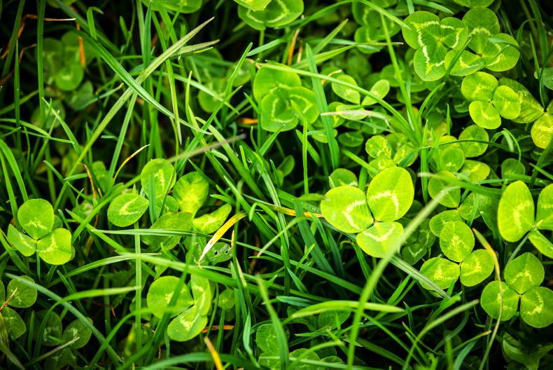 Bloat risk due to clover greater than grass tetany – Teagasc
