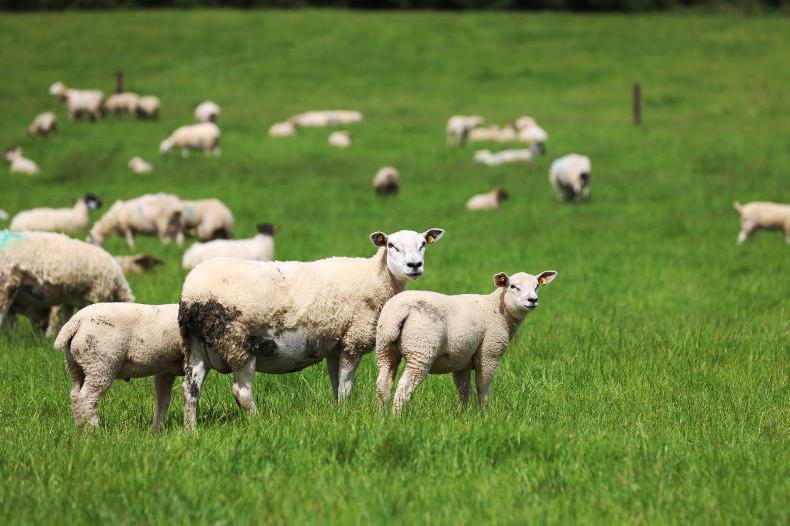 Over 17,000 farmers eligible for €13/ewe payment 

