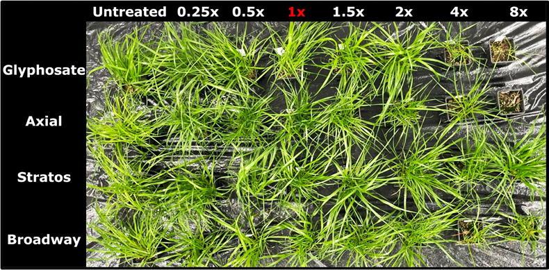 Glyphosate resistance: another wake-up call