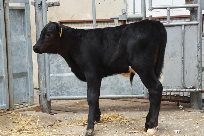 Camera at the mart: heavy calves continue to meet super demand in Bandon