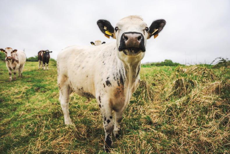 Castlecomer to host farmer homeopathy conference