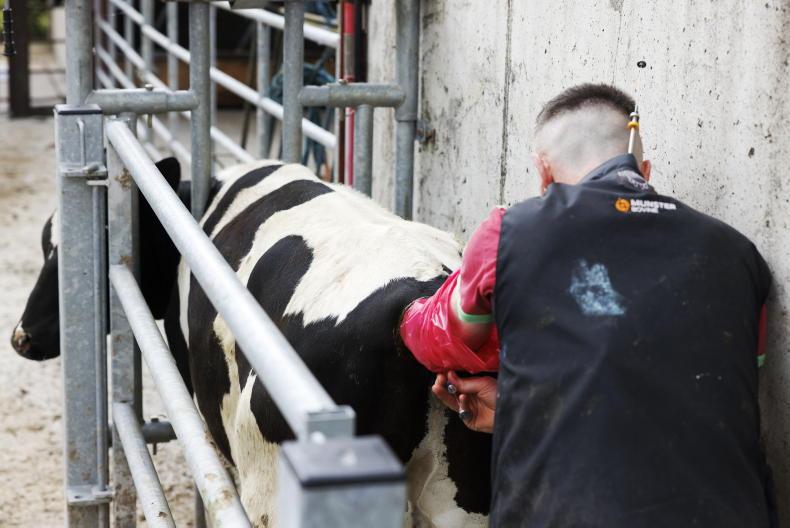 One action in CSP Dairy Beef Welfare Scheme