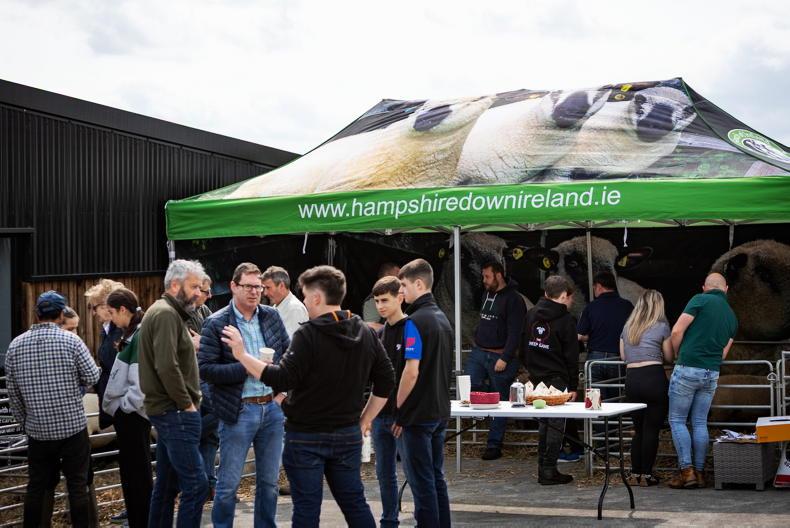 Hampshire Down open day showcases breed excellence 