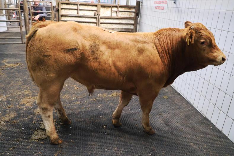 Martbids Database: exporters drive the weanling trade 