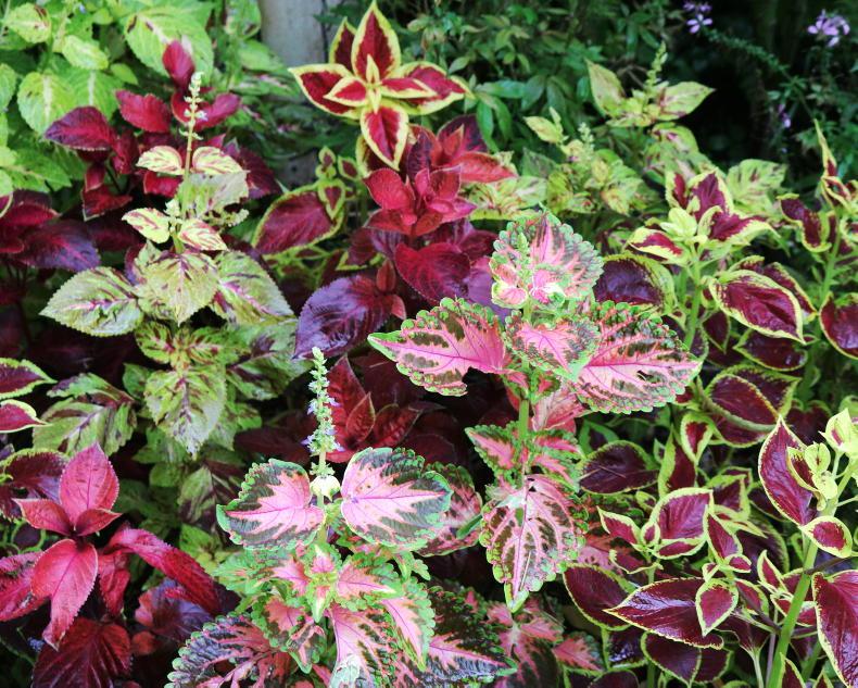 Velvety foliage is just frilling                             