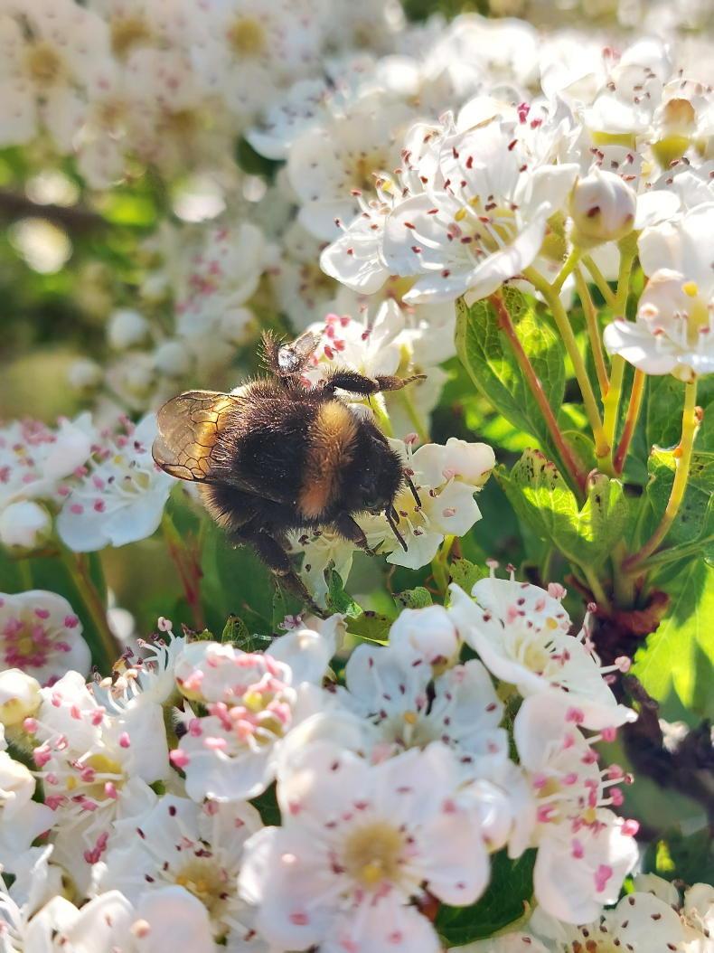 400 farmers take pollinator course
