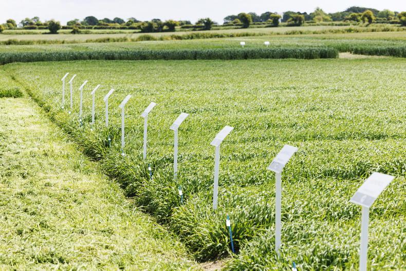 Higher temperatures drive yellow rust