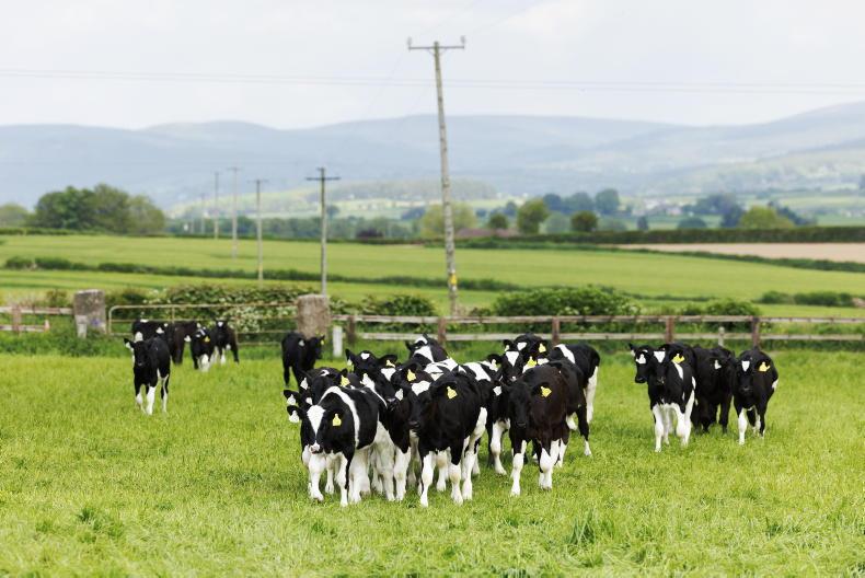 Summer calf care series to start next week 