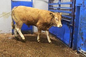 Camera at the Mart: northern buyers drive Ballyjamesduff trade